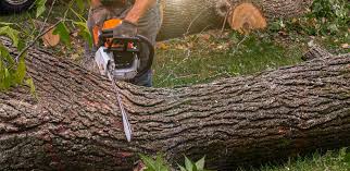 Best Hazardous Tree Removal  in Princeton, KY