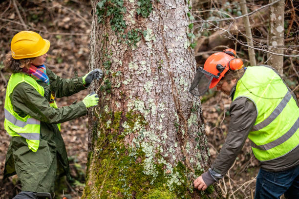 Best Utility Line Clearance  in Princeton, KY